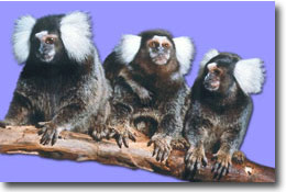 Marmosets